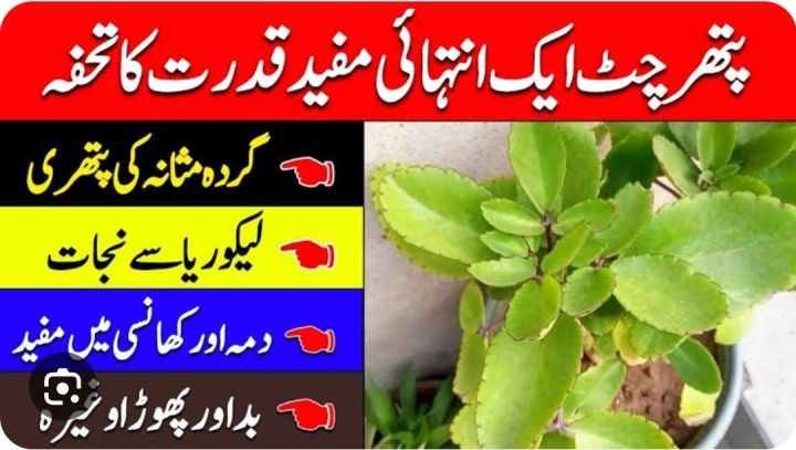 patharchatta plant