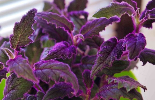 Cryptanthus%20plants%20package/4%20in%20one(cryptanthus%20plants,sanserveira%20plant,caladium%20blaze%20pink,purple%20passion%20plant)%20-%20Image%203