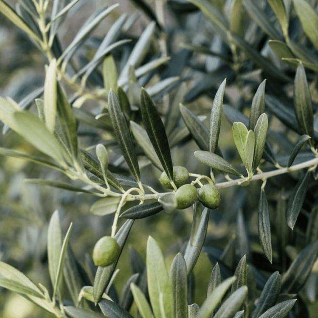 Olive%20Hybrid%20Live%20Plant%20-%20Image%202