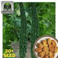 Long Bitter Gourd seed ( করোলা ) - 15+seed. 