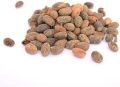 croton tiglium,Jamalghota 50gm(premium quality of A&AA store). 