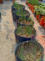 Kiyari grow bags 6 inches by 12 inches pack of 2. 