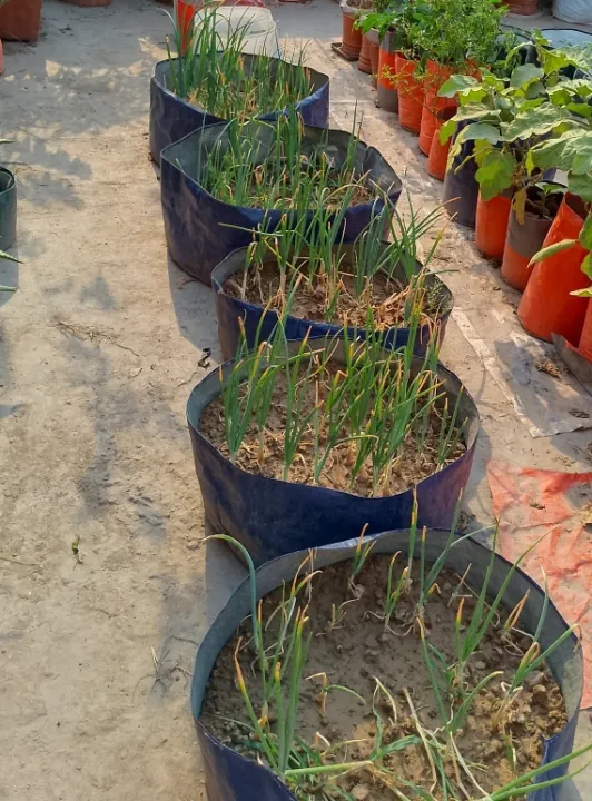 Kiyari%20grow%20bags%206%20inches%20by%2012%20inches%20pack%20of%202%20-%20Image%202