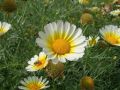 Crown daisy, White daisy, Winter flower, White daisy seeds, Crown daisy seeds, beautiful winter flower seeds. 