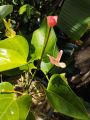 Pink anthurium. 