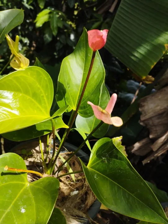 Pink%20anthurium%20-%20Image%203