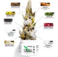 Ascend Labs D-BLOAT Powder (Peach Mango) - Premium Gut Health & Anti-Bloat Formula. 