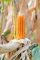crushed corn 500g(makai ka dalya)  for Birds, Budgies, Lovebirds & Parrots(Dry&organic). 