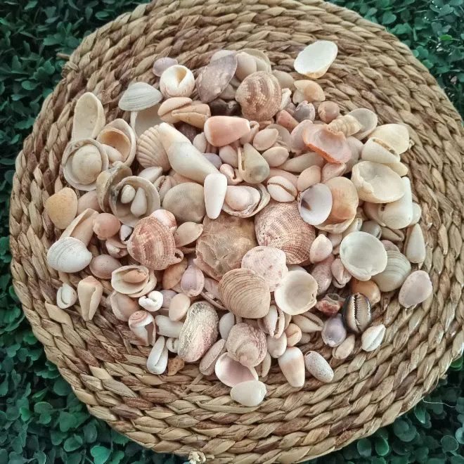 Different sizes sea shells for crafts
