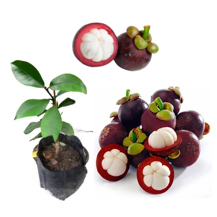Mangosteen%20fruit%20plant%20mangus%20pala.%20-%20Image%204