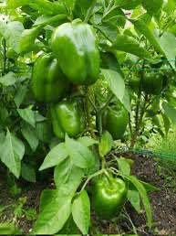 20%20Seeds%20Bell%20Pepper%20Capsicum%20loose%20Seeds%20-%20Image%204