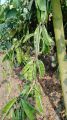 All Season Kerala Bean Seed বারমাসি কেরালা শিম এর বীজ.