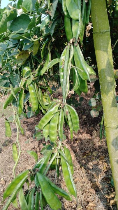 All%20Season%20Kerala%20Bean%20Seed%20%20%E0%A6%AC%E0%A6%BE%E0%A6%B0%E0%A6%AE%E0%A6%BE%E0%A6%B8%E0%A6%BF%20%E0%A6%95%E0%A7%87%E0%A6%B0%E0%A6%BE%E0%A6%B2%E0%A6%BE%20%E0%A6%B6%E0%A6%BF%E0%A6%AE%20%E0%A6%8F%E0%A6%B0%20%E0%A6%AC%E0%A7%80%E0%A6%9C%20-%20Image%203