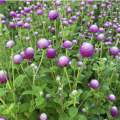 Flower Seeds Of Makhamali - Gomphrena Seeds For Garden And Balcony 50+. 