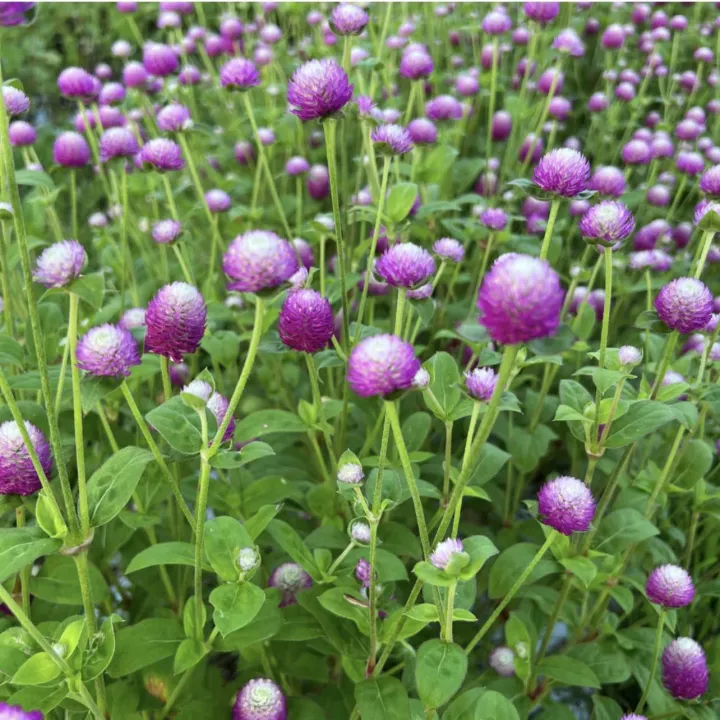 Flower%20Seeds%20Of%20Makhamali%20-%20Gomphrena%20Seeds%20For%20Garden%20And%20Balcony%2050+%20-%20Image%206