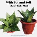 Dwarf Snake Plant live with pot and soil - live indoor plants with pot _ Air purifier plant ( Bird’s nest senseveria ). 