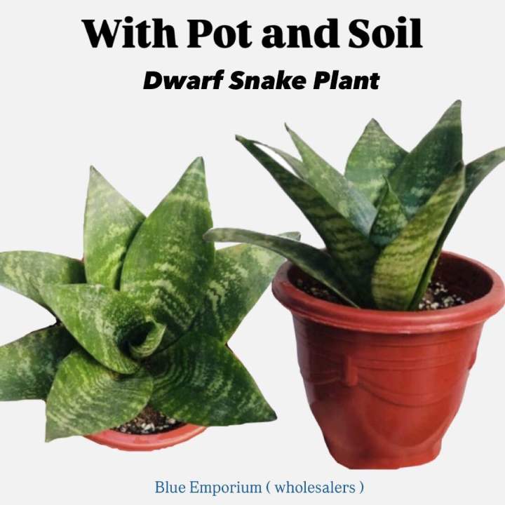 Dwarf Snake Plant live with pot and soil - live indoor plants with pot _ Air purifier plant ( Bird’s nest senseveria )