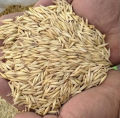 Oat | Jai | Javi | Oat seeds | organic oat seed | 500 gram oat | wholesome Oat seeds |   جوی | جئ | جئ کے بیج. 