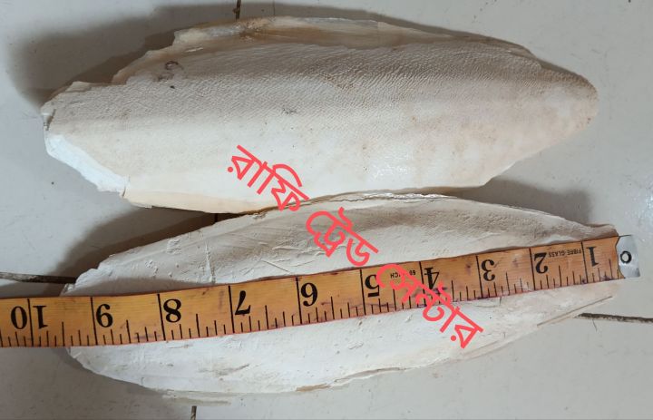 Cuttlefish%20Bone%20for%20Birds-%20Organic%20Product,%20Calcium%20tonic%2050gm%20-%20Image%203