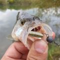 50pcs/box Fishing Lure T Tail Spinner Soft Artificial Bait Paddle Tail Soft Worm Carp Bass Freshwater Fishing Tackle Accessories.