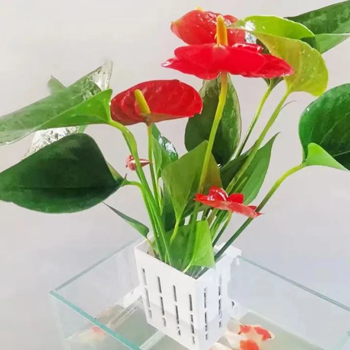 Aquarium%20Plant%20Holder%20Box%20Plant%20Basket%20Hanging%20Planter%20Growing%20Planter%20(White%20Colour)%20-%20Image%202