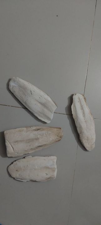 Cattle%20Fish%20Bone%20for%20all%20type%20%20bird%20-%20Image%203