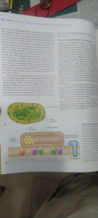 Prescott's%20Microbiology%20-%20Image%203