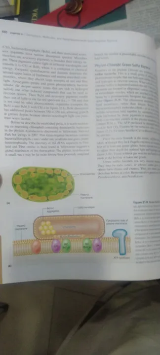 Prescott's%20Microbiology%20-%20Image%203