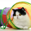 Hot Cat Tunnel Pet Tube Collapsible Play Toy Indoor Outdoor Kitty Puppy Toys for Puzzle Exercising Hiding Training Pet Toys. 