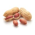 mung phali with nut |fresh peanut. 