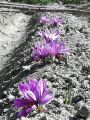 Saffron bulbs (minimum quantity 10). 