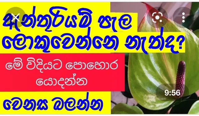 Anthurium%20Fertilizer%20200g%20pack%20NPK%20all%20in%20one%20-%20Image%204