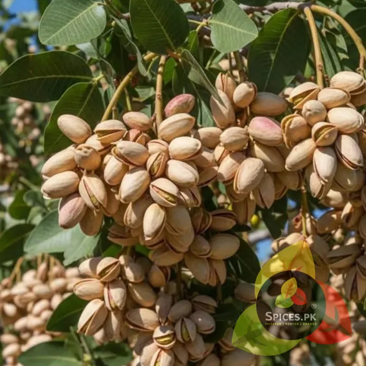 Premium%20Roasted%20&%20Salted%20Pistachios%20(Pista)%20140g%20%E2%80%93%20Crunchy%20Snack%20for%20Gifting%20&%20Baking%20-%20Image%208