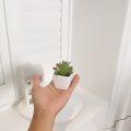 6PCS Home Decoration, Mini Evergreen Artificial Succulent Small Potted Plants. 