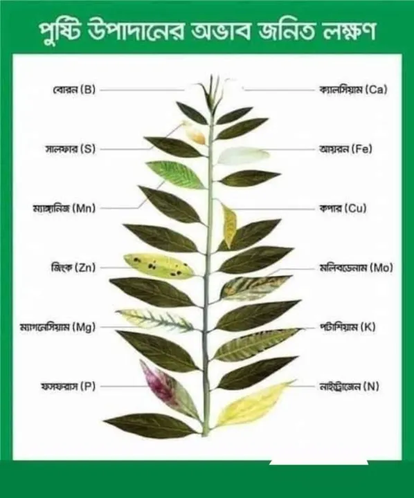 Mobomin%20Plant%20Nutrient%20Micronutrient%20Fertilizer%20100%20gm%20Intact%20Packet%20-%20Image%204