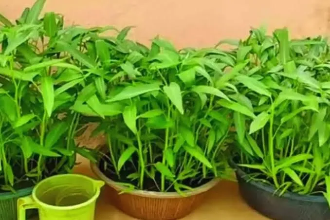 collard%20greens%2020%20gm%20-%20Image%203