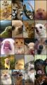 funny Memes Stickers, cute funny cat stickers, Meme stickers, dog stickers, uncut sticker sheet, humor emoji sticker. 
