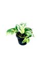 Pothos snowqueen Tricolor Plastic Pot. 