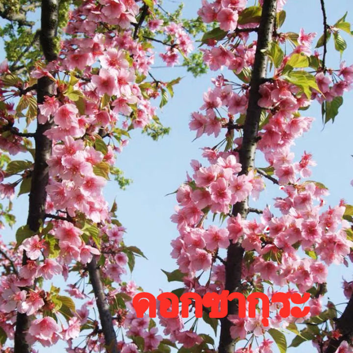 Ready%20to%20ship%20(30%20seeds),%20cherry%20blossom,%20cherry%20blossom,%20Sakura,%20Japanese%20tree,%20garden,%20decoration,%20Sakura,%20seed%20cultivation,%20bonsai,%20seeds%20100%25%20-%20Image%205