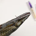 JIANWU Creative Simulated Salted Fish Pencil Case Large Capacity Pencils Pouch Bag Funny School Pencil Cases Stationery Supplies.