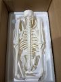 Mini Skeleton For student  - Human Skeleton Model for Anatomy Anatomical Skeleton Human Skeleton Anatomy Skeleton Model 17in. 