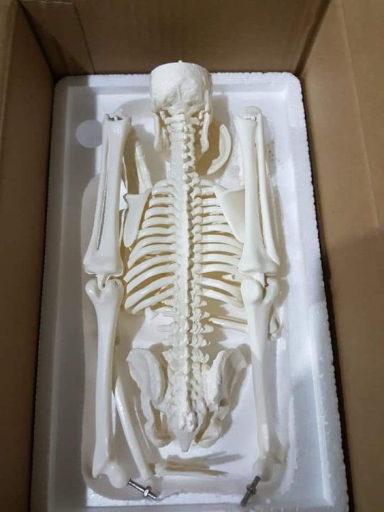 Mini%20Skeleton%20For%20student%20%20-%20Human%20Skeleton%20Model%20for%20Anatomy%20Anatomical%20Skeleton%20Human%20Skeleton%20Anatomy%20Skeleton%20Model%2017in%20-%20Image%2010