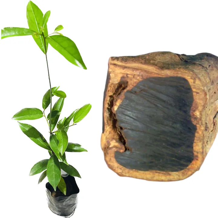Kaluwara%20plant%20Ceylon%20ebony%20black%20wood%20Diospyros%20ebenum%20plant%20-%20Image%205