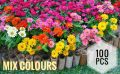 Zinnias mix colours 50 seeds pack 10 of colours. 