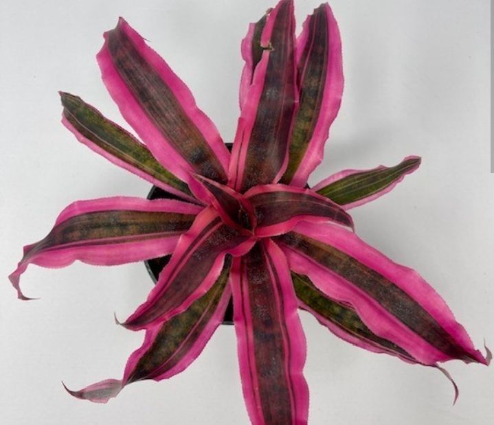 Cryptanthus%20plants%20package/4%20in%20one(cryptanthus%20plants,sanserveira%20plant,caladium%20blaze%20pink,purple%20passion%20plant)%20-%20Image%202