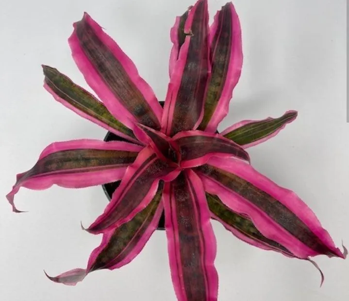 Cryptanthus%20plants%20package/4%20in%20one(cryptanthus%20plants,sanserveira%20plant,caladium%20blaze%20pink,purple%20passion%20plant)%20-%20Image%202