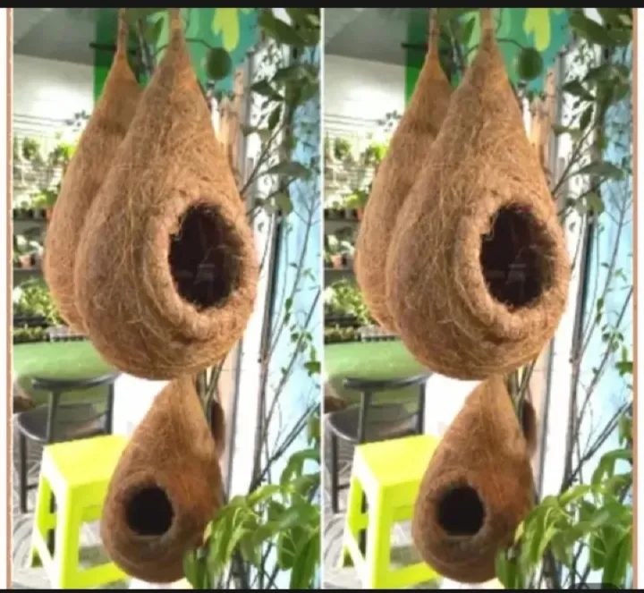 One%20Hanging%20Bird%20Nest%20with%20two%20birds%20&%20plant%20for%20home%20and%20garden%20decor.%20Babui%20Pakhir%20Bas...%20-%20Image%204