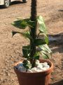 Garden Marble Stones / Pebbles For Decoration for Garden And Pots (1 kg). 