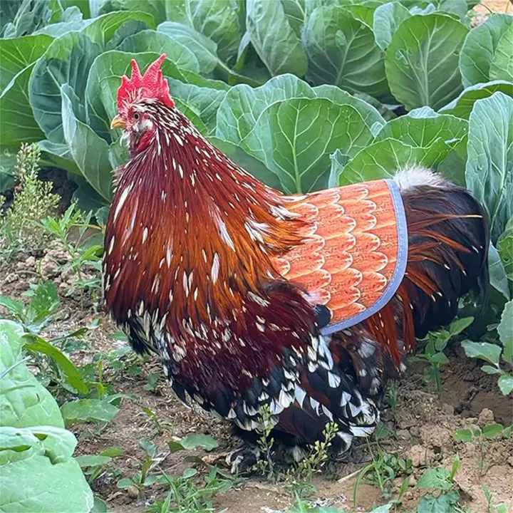 Chicken%20Saddle%20For%20Hens%20Adjustable%20Strap%20Chicken%20Saddle%20Breathable%20Full%20Coverage%20Feather%20Protection%20Poultry%20Accessories%20-%20Image%204
