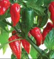 High quality Naga Bombay Chili Seeds 30 pcs - Green.
